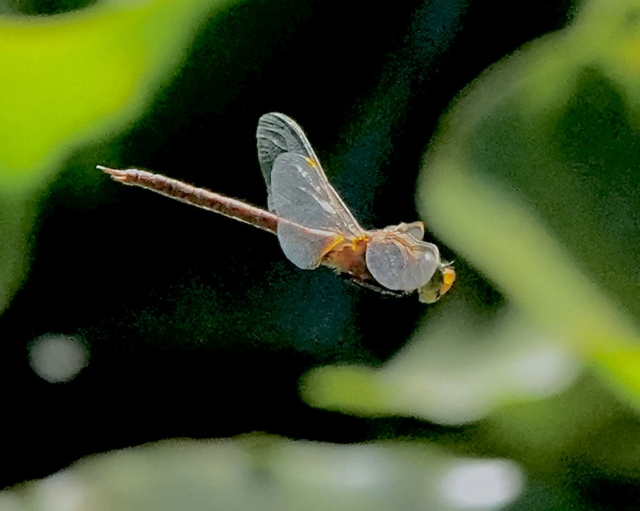 Norfolk hawker